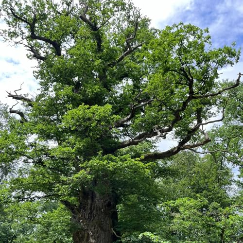 semi di quercia, quercia, crescita quercia mini giardino, vero di giardino resistente, 3pcs