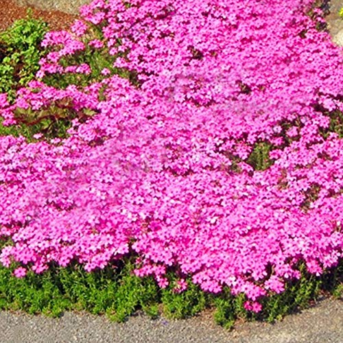 500 Stück Rock Cress Seeds Leicht zu züchten Bodendecker Blume Mehrfarbige Grünlandpflanzensamen für Rasen - Blau – Bild 7