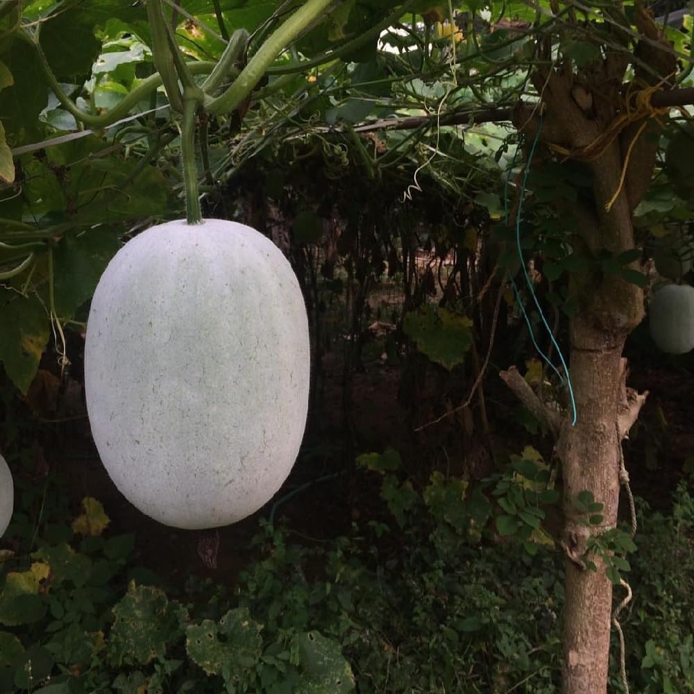 Desi Ash Gourd Seeds, Indian Mithai Petha (Pack of 105 Seeds) (B0CSZ4H5D7) Amazon Price History, Amazon Price Tracker