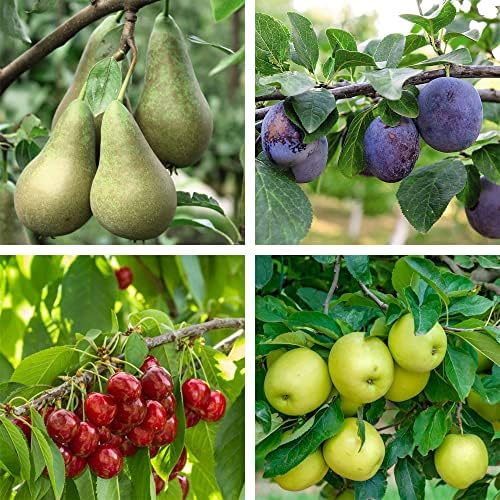 You Garden Mini Orchard Fruit Tree Collection, 3 Bare Root Compact