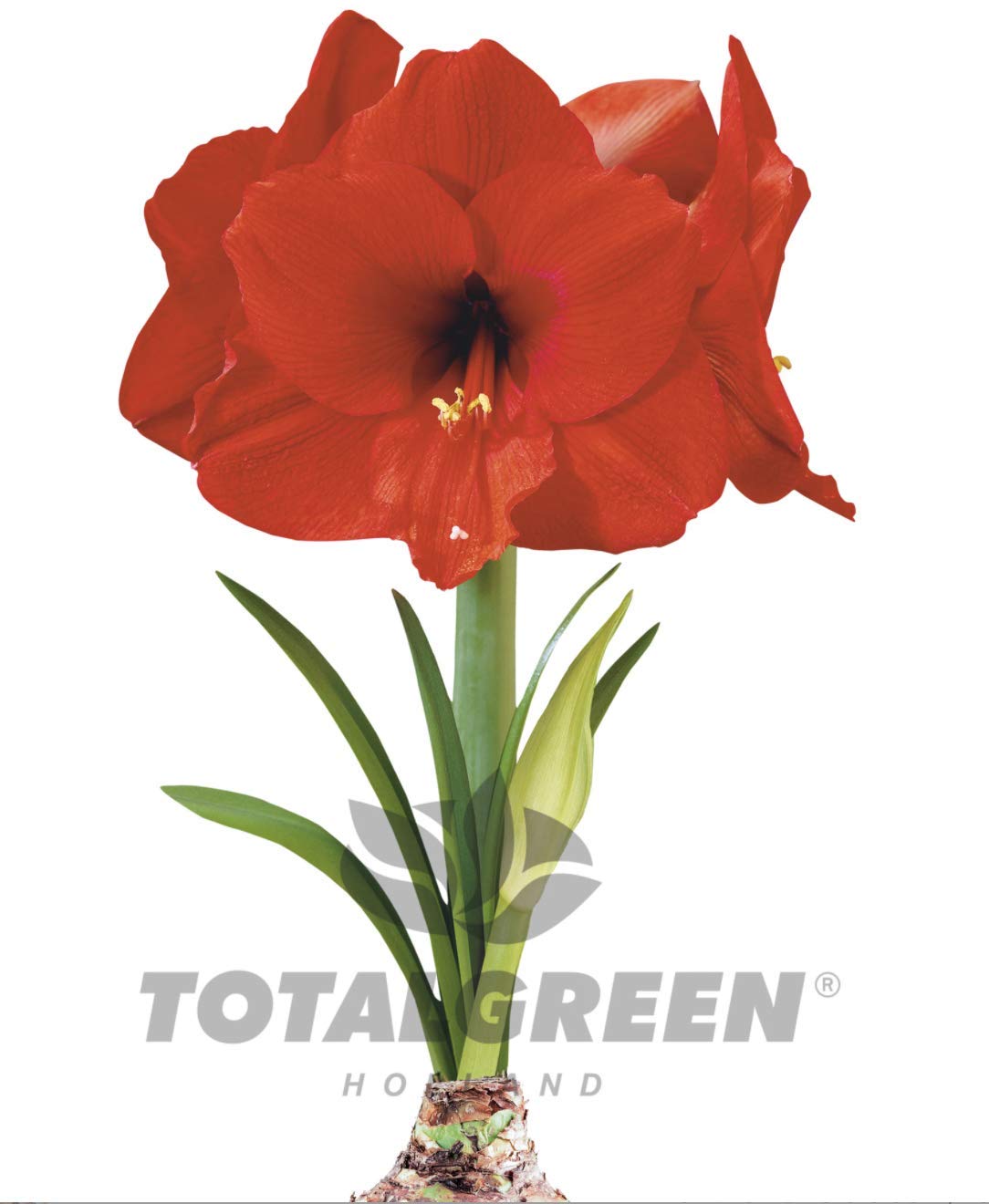 Amazing Amaryllis Bulb Hippeastrum Scarlet Delight Grow Kit 2426cm Bulb Grow Mix