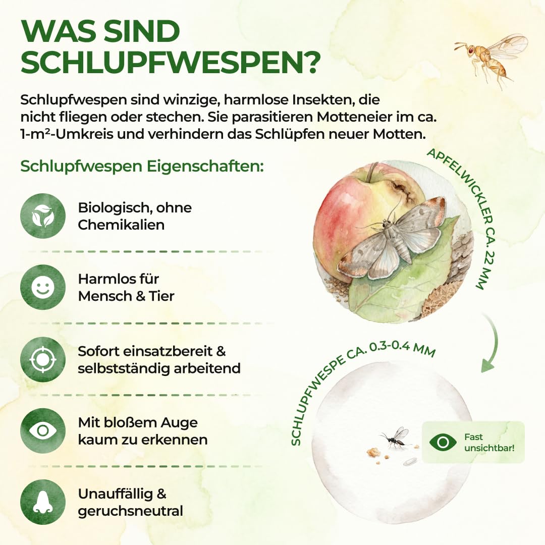 GREEN GUARDIA Schlupfwespen gegen Apfelwickler - 3 Karten à 3 Lieferungen - Effektive Bio-Bekämpfung gegen Apfelwickler, Alternative zu Apfelwicklerfalle, Spritzmitteln, Nematoden & Pheromonfallen