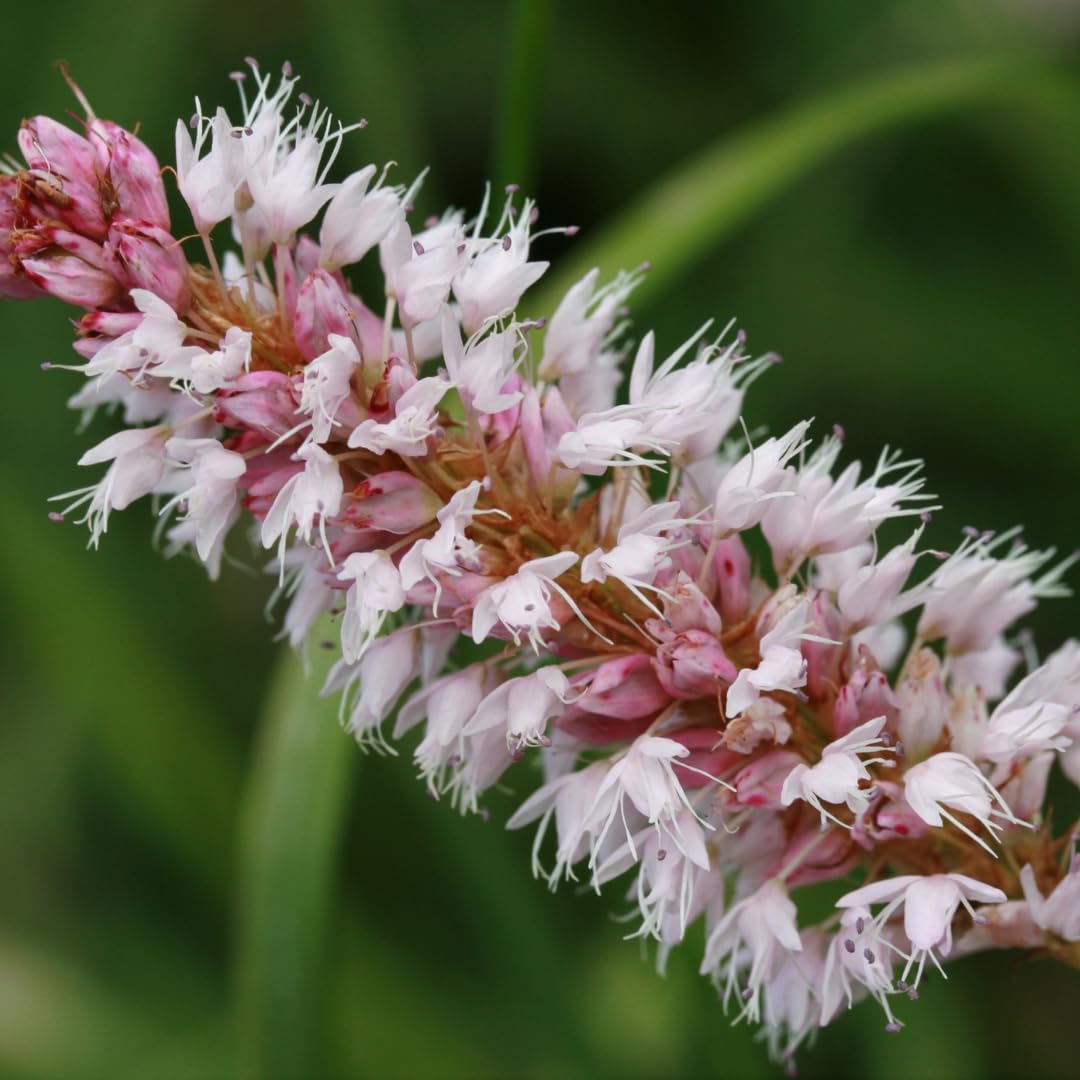 Piante Perenni Persicaria Affinis 'Superba' per Giardino, Rosso, Set da 6