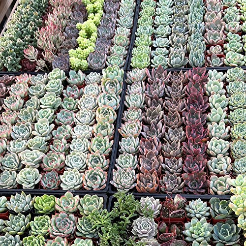 Live Succulent Plants, 1 Unit Real Succulents Potted In 2" Starter Planter With Soil Mix, Rare Small Indoor House Plants For Home Garden Outdoor Wedding Decor Party Favor Women Girls Diy Gift #TOP2