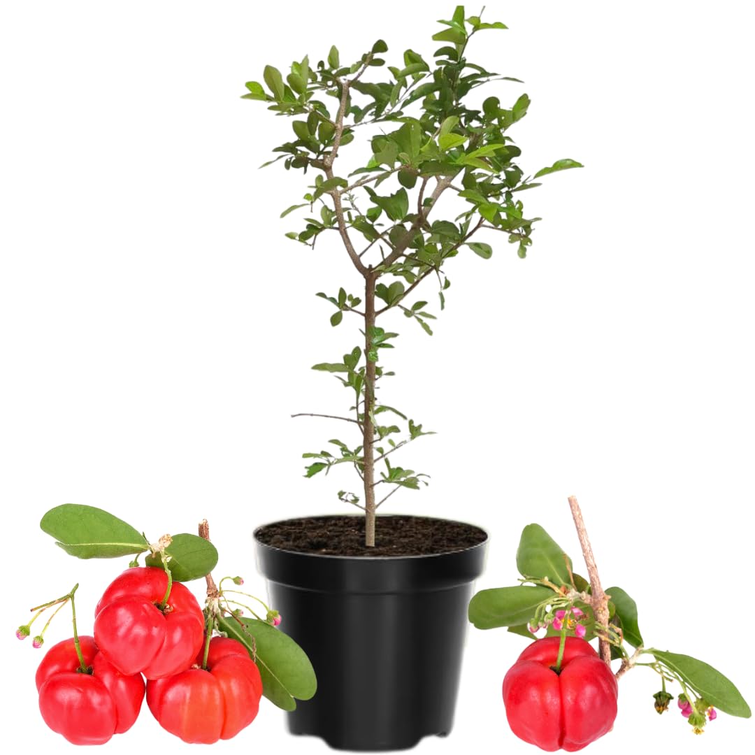 Acerola Barbados Cherry Tree Live Plant, 12-18 Inch Height, Grown in 6 Inch Pot, Live Barbados Cherry Plant Live to Grow Your Garden, No Pot