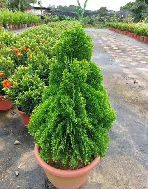 NEW DEBNATH NURSERY MorPankh Live Plant (B0CJLWMJGH) Amazon Price History, Amazon Price Tracker