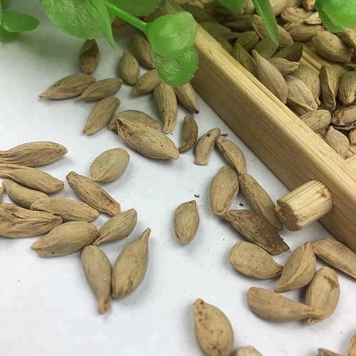 Miniatura 3 de Semillas de limonero para plantar, semillas de frutas de jardín (limón - 20 semillas)