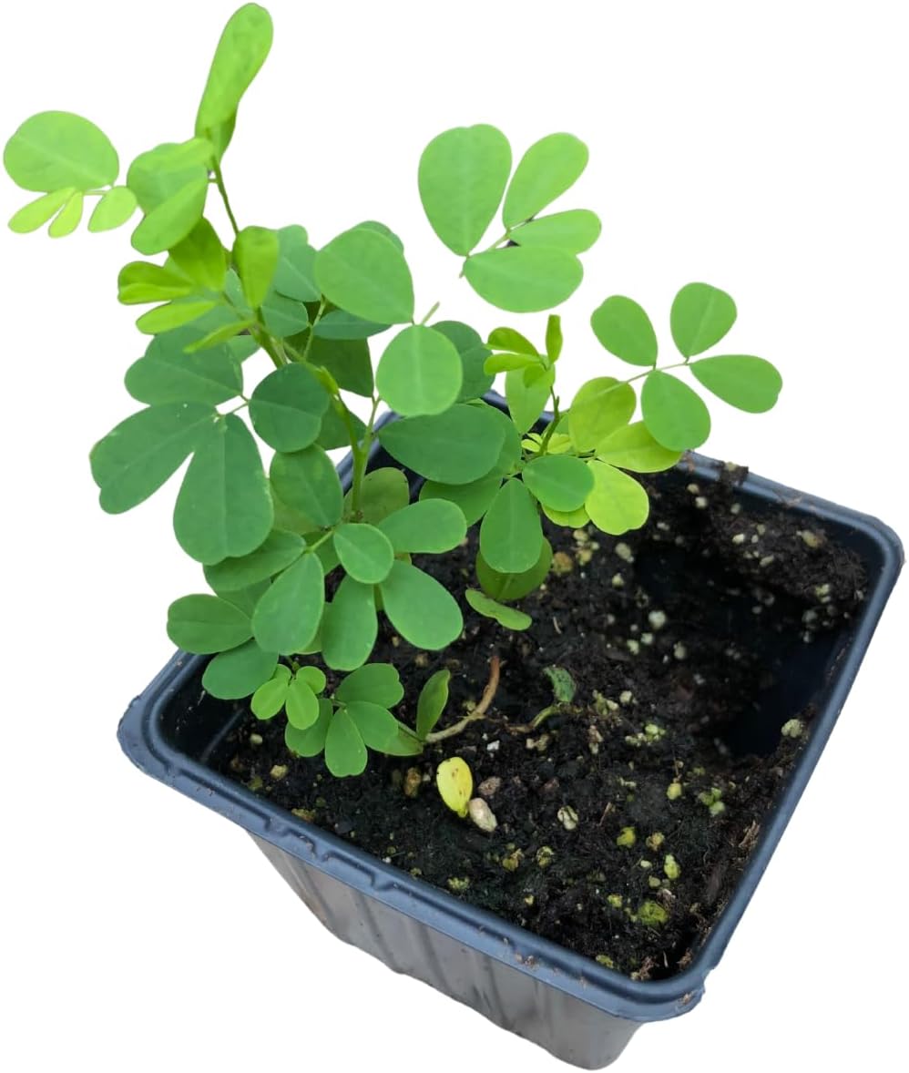 Smoke Camp Crafts Organic Wild Senna Plant in 2.5-inch Pot - Native Pollinator