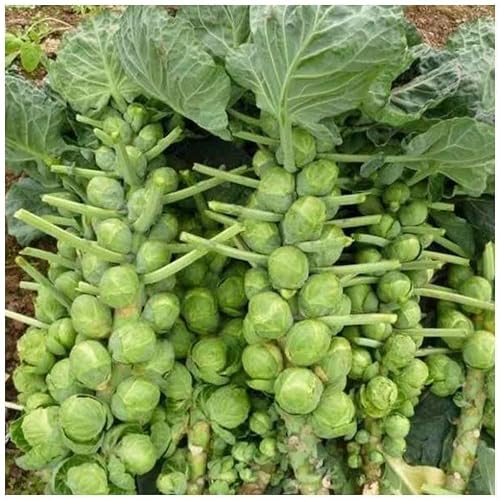 Discontinued-250 Brussel Sprout Seeds For Planting-Long Island Improved Heirloom,Non-Gmo Vegetable Seeds For Planting Home Garden & Aero Gardening Seed Pods-Fall Winter Gardens Brassica Cabbage Seeds #TOP2