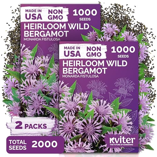 KVITER 2,000 Wild Bergamot Seeds for Planting (Monarda fistulosa), 2 Pack – Bee Balm Native Wildflower, Pollinator Magnet, Organic & Non GMO – Flower Seeds to Plant Outside in Flower/Herb Garden
