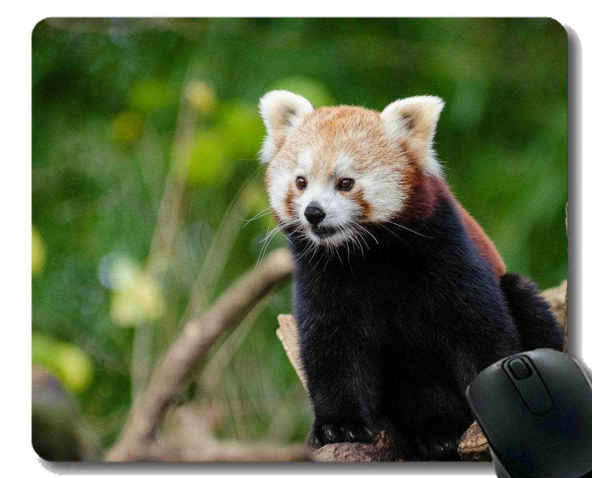 Flying Pig Men Mouse Pad with Stitched Edge,Bed Zoo Panda,Mouse Mat,Non-Slip Rubber Base Mousepad for Laptop,Computer