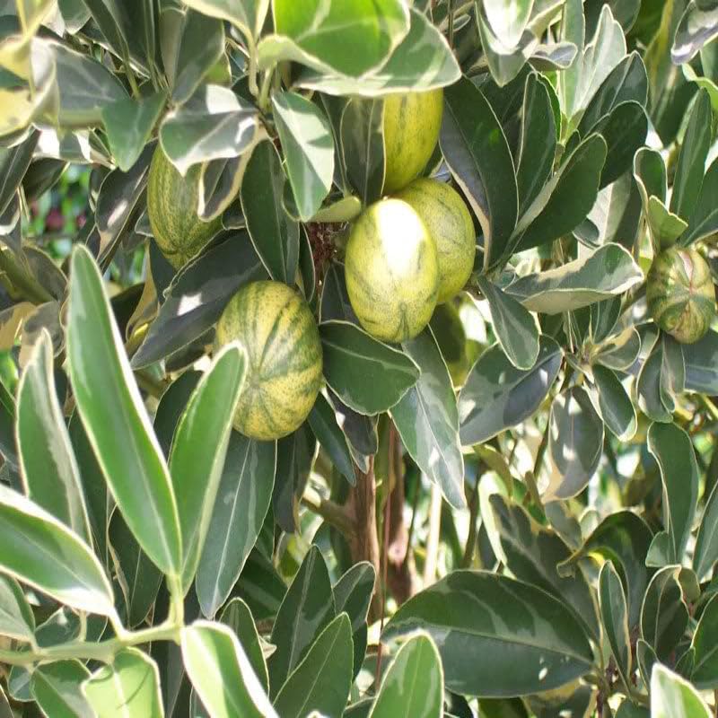 Mosambi Variegata (Grafted)- Fruit Plants & Tree (B0CX9G9ZWN) Amazon Price History, Amazon Price Tracker