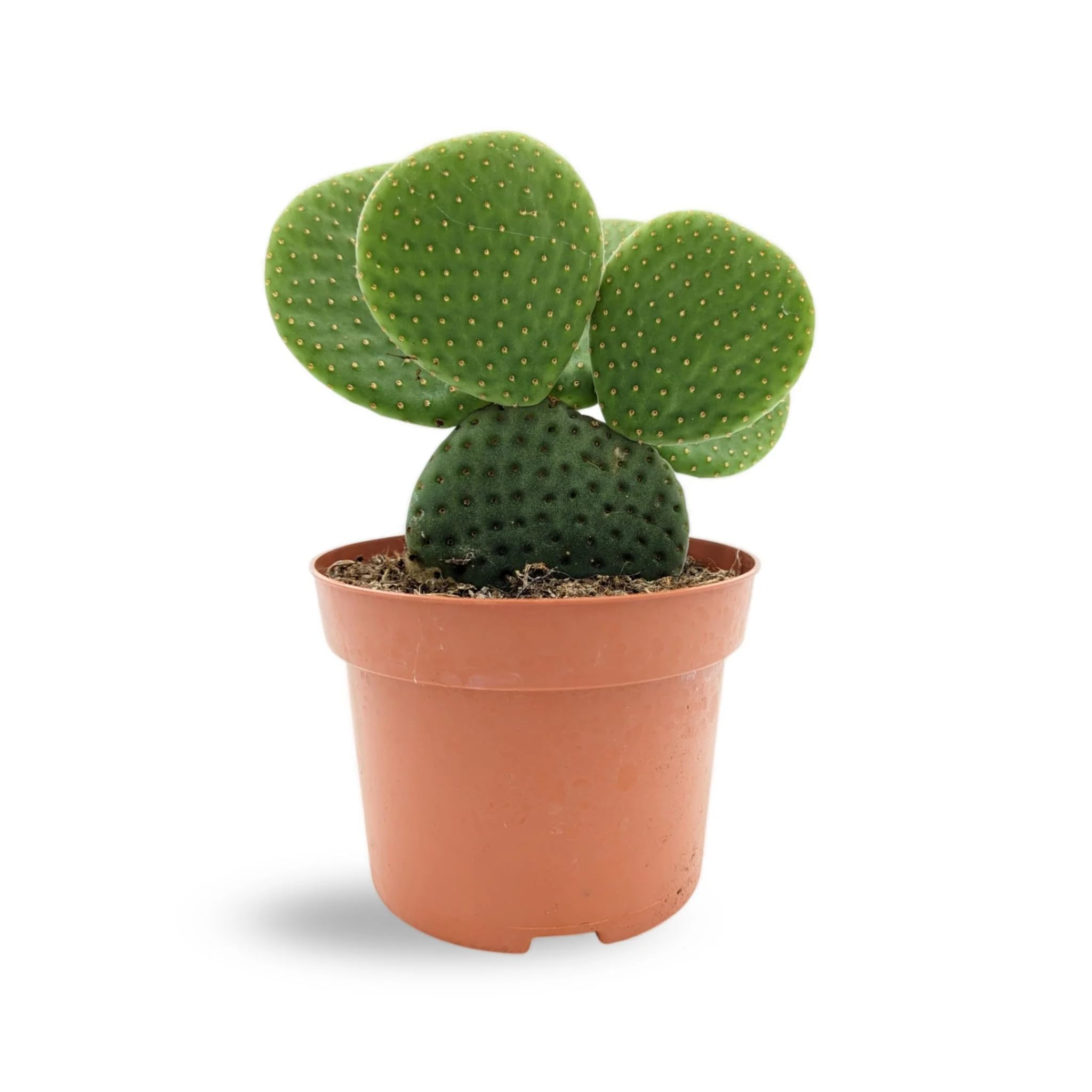 Opuntia Micro Inermis - Bunny Ear Cactus 20cm (13cm Nursery Pot)