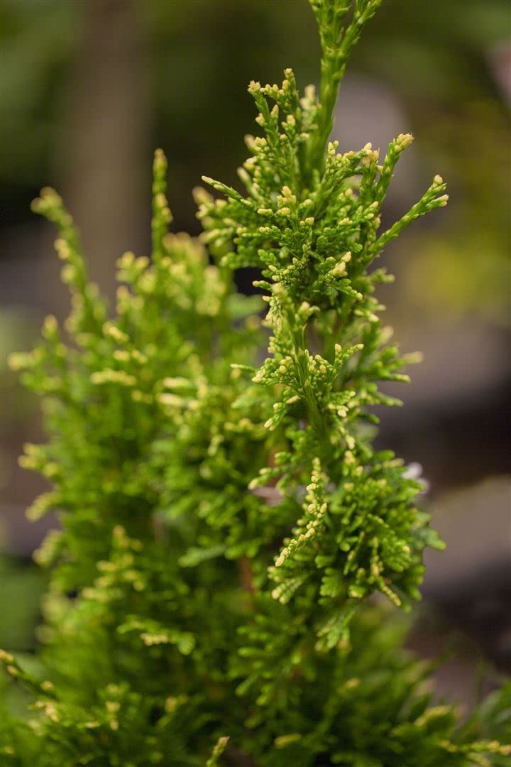 Riesen-Lebensbaum Thuja plicata Aurescens 80-100 cm winterhart