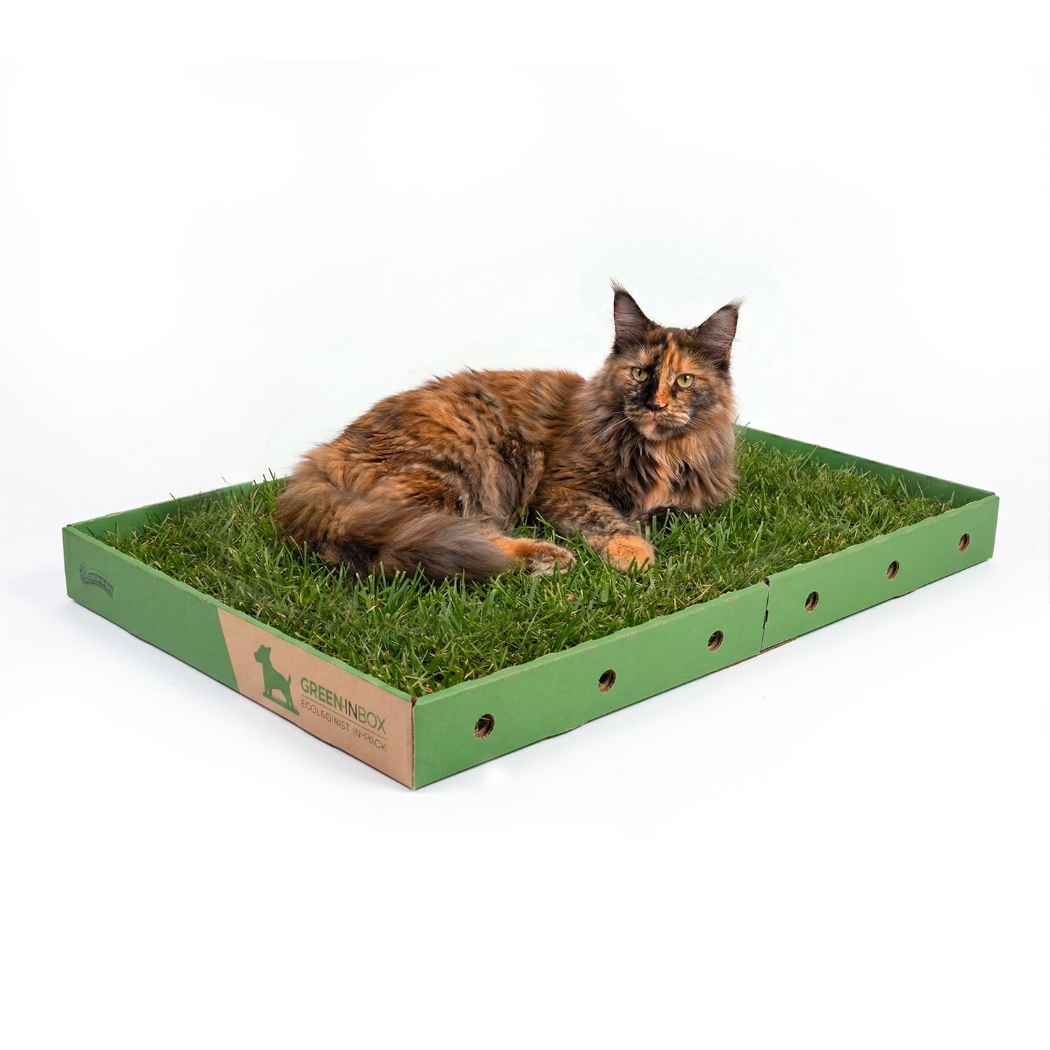 Super CAT - Zolla XL per Gatti in Vera Erba - Prato Naturale con Erba dei Gatti (Nepeta Cataria), 60x80cm