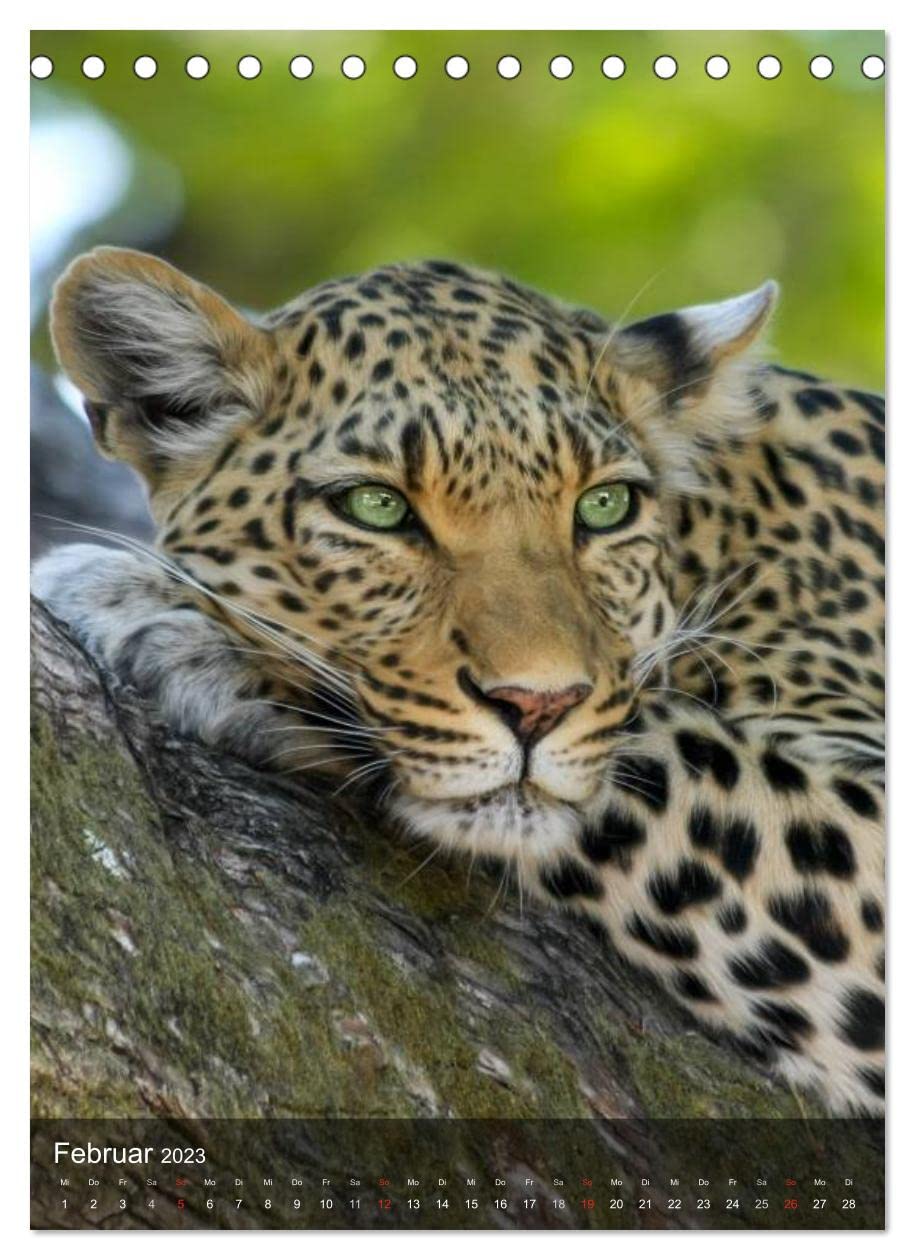 Großkatzen. Raubkatzengesichter (Tischkalender 2023 DIN A5 hoch): Die unbeschreiblich schönen Gesichter von Großkatzen sind immer wieder ein Freude. (Monatskalender, 14 Seiten ) (CALVENDO Tiere)