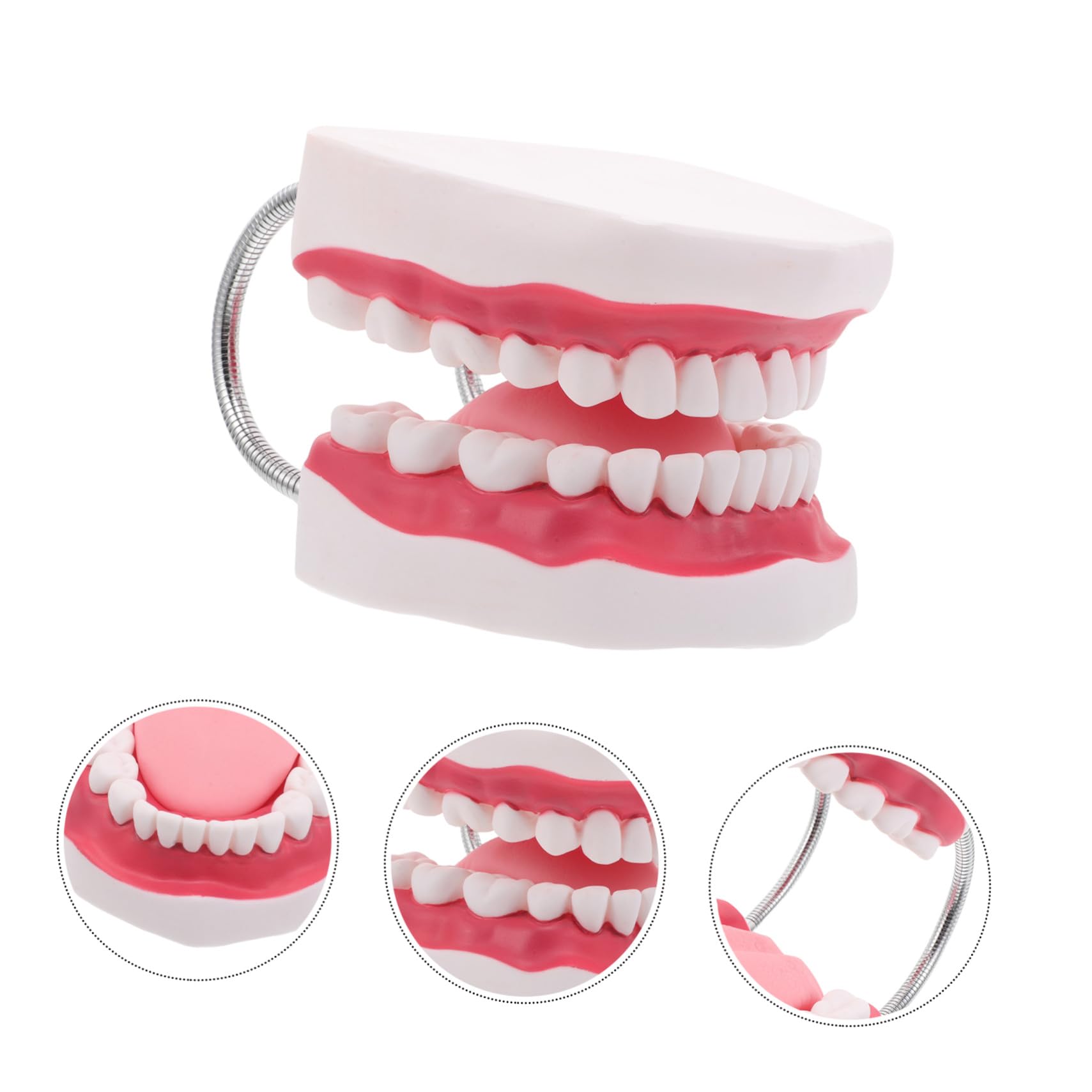 Modello Orale Didattico 56x Pvc con Arcata Integrata e Lingua | Dimostrazioni in Aula e Training Clinico, per Professionisti e Studenti Odontoiatrici, Struttura Anatomica Compatta