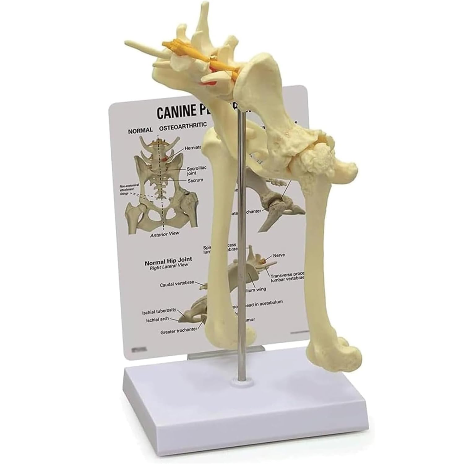 OSPSHPG Canine Hip With Femur Model, Dog Skeleton Model, Dog Skeleton Leg Specimen, For Veterinary Anatomy, Surgery Teaching