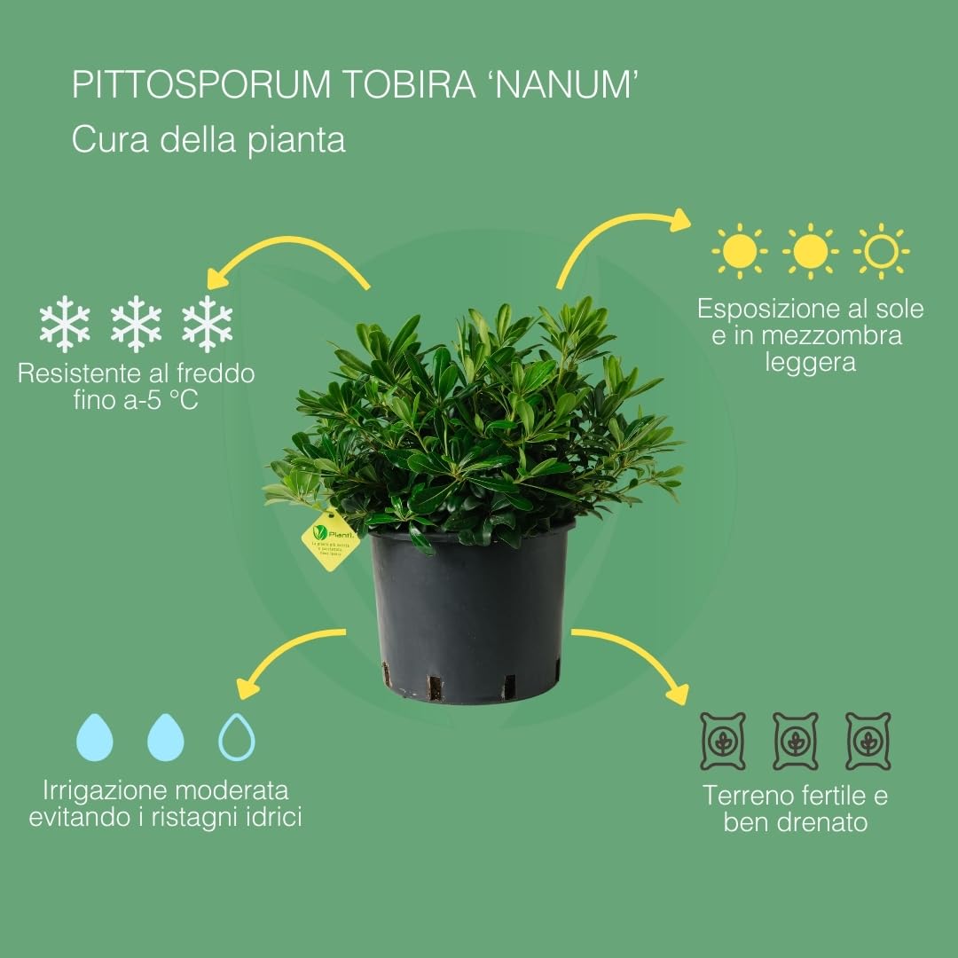 Pittosporum tobira (Nanum Vaso 24cm)