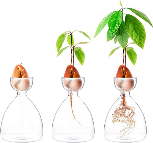 Miniatura 2 de Jarrón de iniciación de brotes de aguacate, maceta para interior de árbol de aguacate, kit de jarrón de cultivo de semillas de jardín de vidrio,