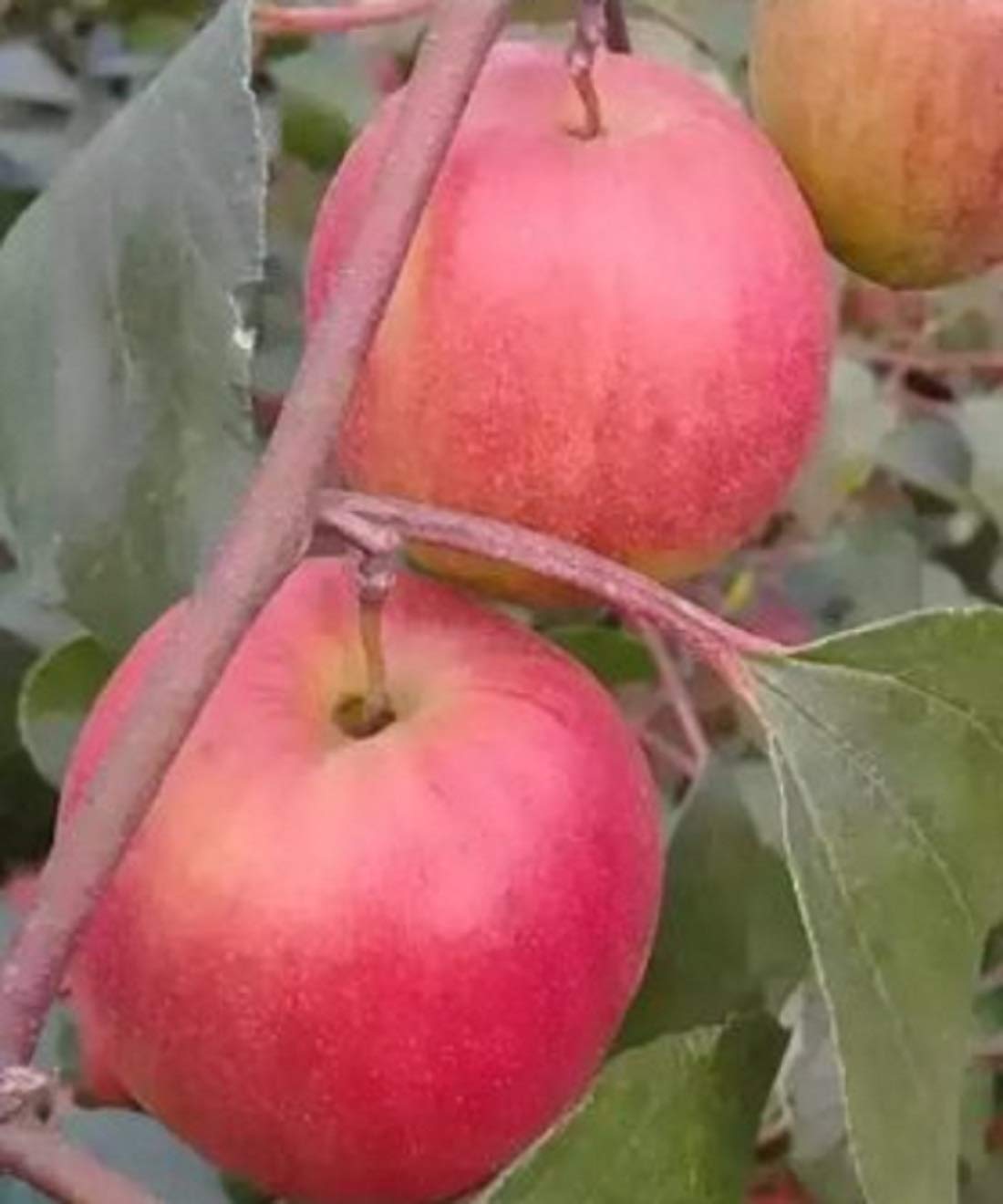 Exotica Orchids Kashmiri Apple Ber Plant- Grafted (B08MWKK7BP) Amazon Price History, Amazon Price Tracker