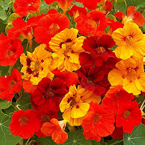 Nasturtium | Best for Indian Climate | 100% Germinetion |Pack of 100 Flower Seeds |By UDANTA®-image-0