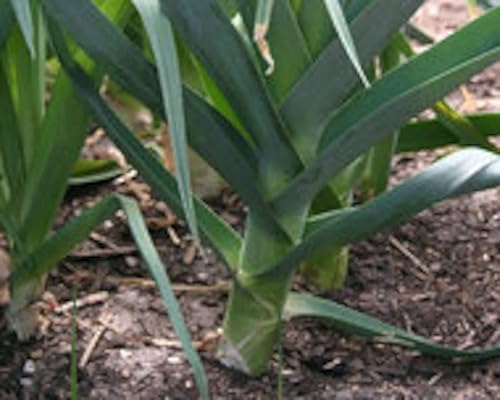 2750 Semillas de puerro Carentan para plantar cebolla tradicional europea Sin OMG 025oz de semillas de jardín vegetales supervivencia a granel