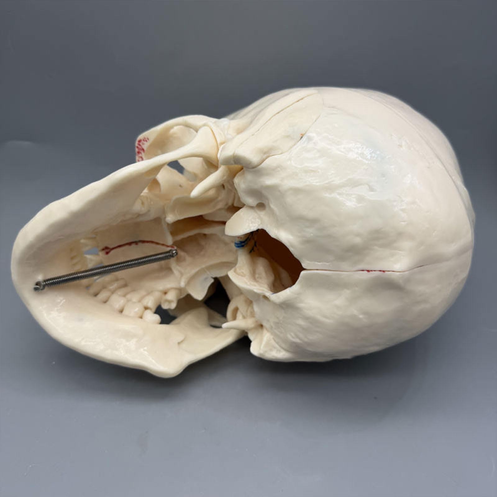 Modello anatomico del cranio umano per l'odontoiatria - 10 parti staccabili per uno studio dettagliato di arterie, vene e sistema neurologico | Perfetto per lo studio di anatomia e fisiologia