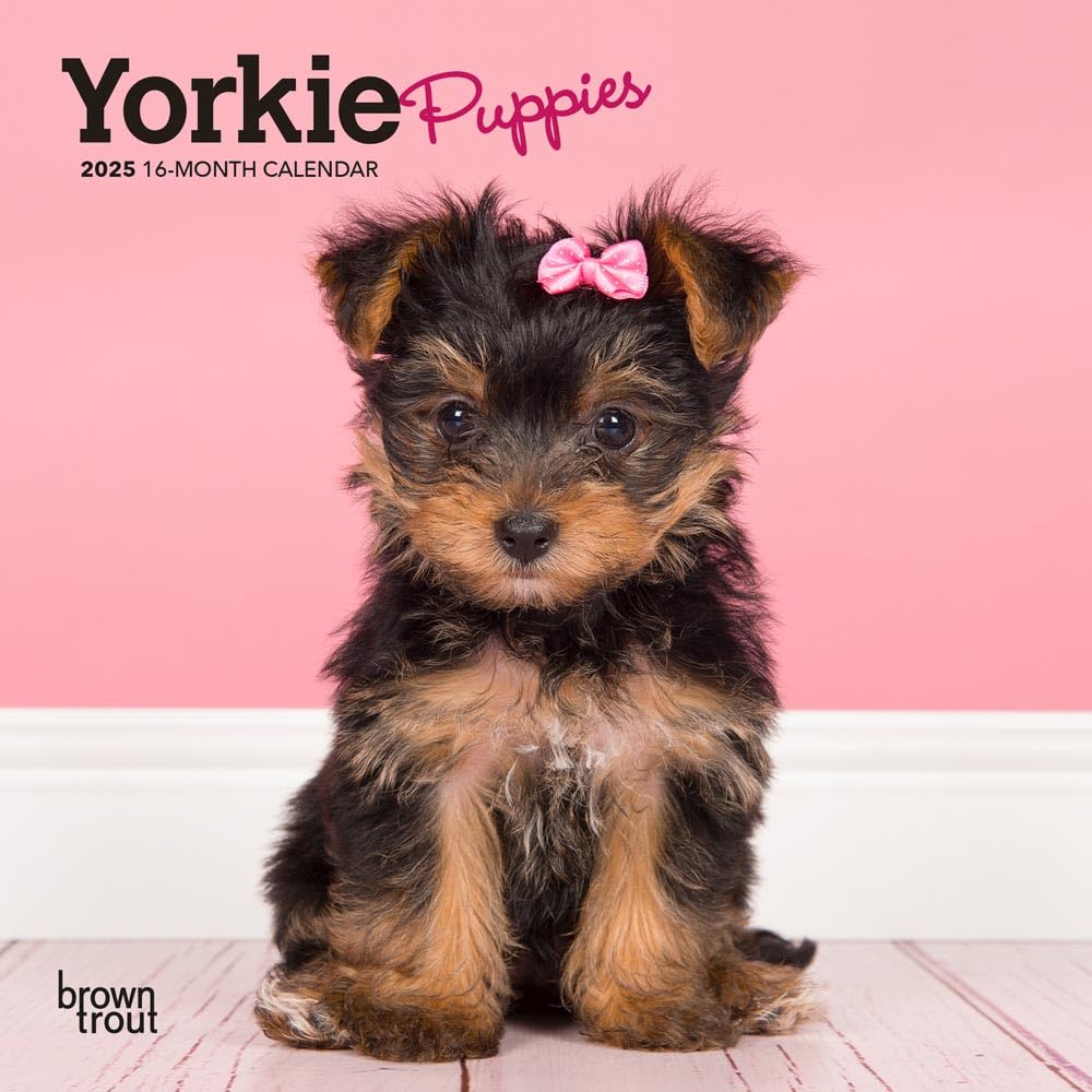 BrownTrout Yorkshire Terrier Puppies | 2025 7 x 14 Inch Monthly Mini Wall Calendar | Plastic-Free | | Animals Small Dog Breeds Yorkies