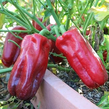 Park Seed Red Impact Hybrid Pepper Seeds 2024 AAS National Winner, F1 Sweet Pepper with Huge 7-Inch 9-Ounce Fruits, Tall Upright Plants with Heavy Yields, Heat and Drought Tolerant, Pack of 15