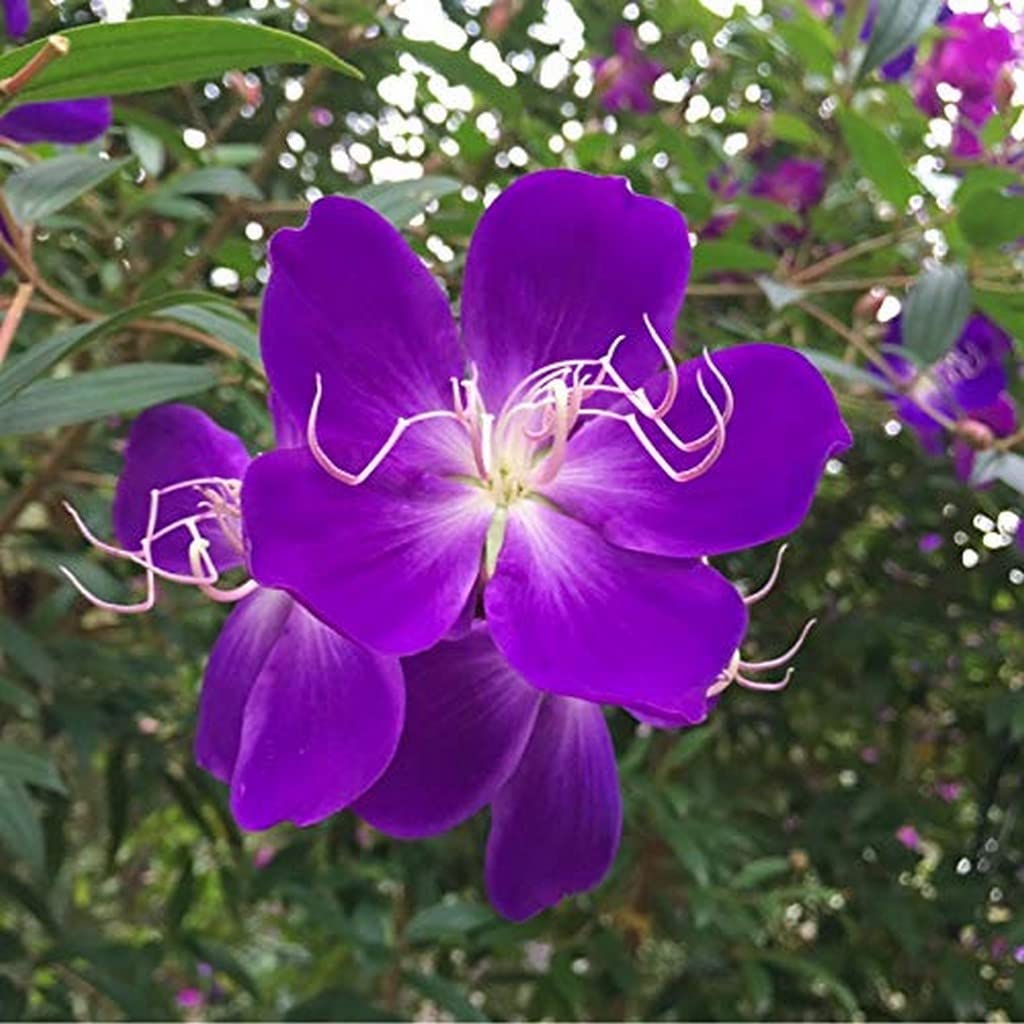See full amazon price history chart for OhhSome Gardens Melastoma Candidum Purple Color Flower Plant Best House (Healthy Live Plant) OhhSome Gardens Melastoma Candidum Purple Color Flower Plant Best House (Healthy Live Plant) (B09QT2Y9GZ) Amazon Price History, Amazon Price Tracker