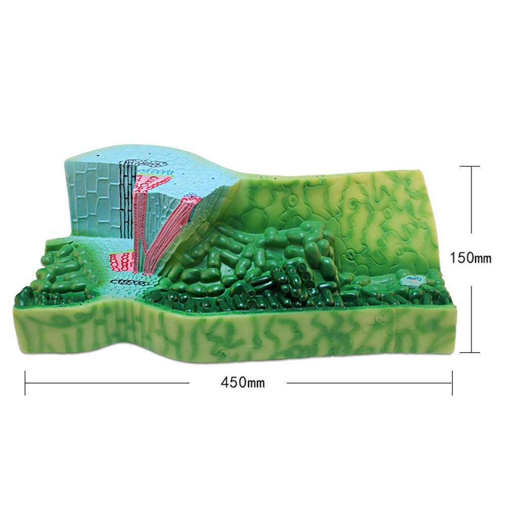 Kostka anatomii człowieka, anatomiczny model medyczny, model czaszki, model anatomiczny szkieletu, arkusz anatomiczny struktury liścia, model anatomiczny, do nauki w klasie, sposób nauczania
