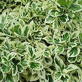 Baumschule WEDROWSKI w