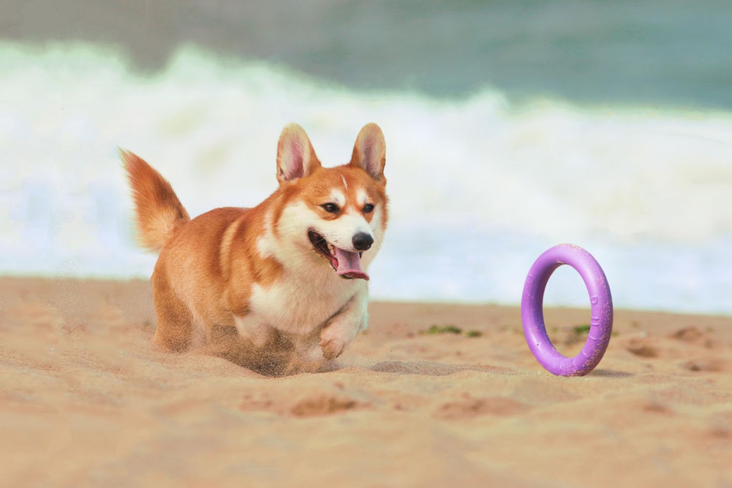 Puller Standard, 2 pièces, 19,5 x 3 cm, anneaux de jeu, jouet interactif pour chien, jouet aquatique, appareil de fitness pour chien, jouet à lancer