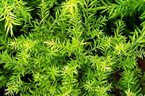 See full amazon price history chart for Plant House Live Golden Bottle Brush Decorative Plant With Pot Plant House Live Golden Bottle Brush Decorative Plant With Pot (B07T1D59L1) Amazon Price History, Amazon Price Tracker