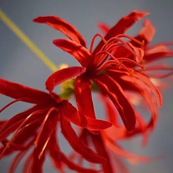 HOPE weshapehope かんざし HOPE weshapehope かんざし