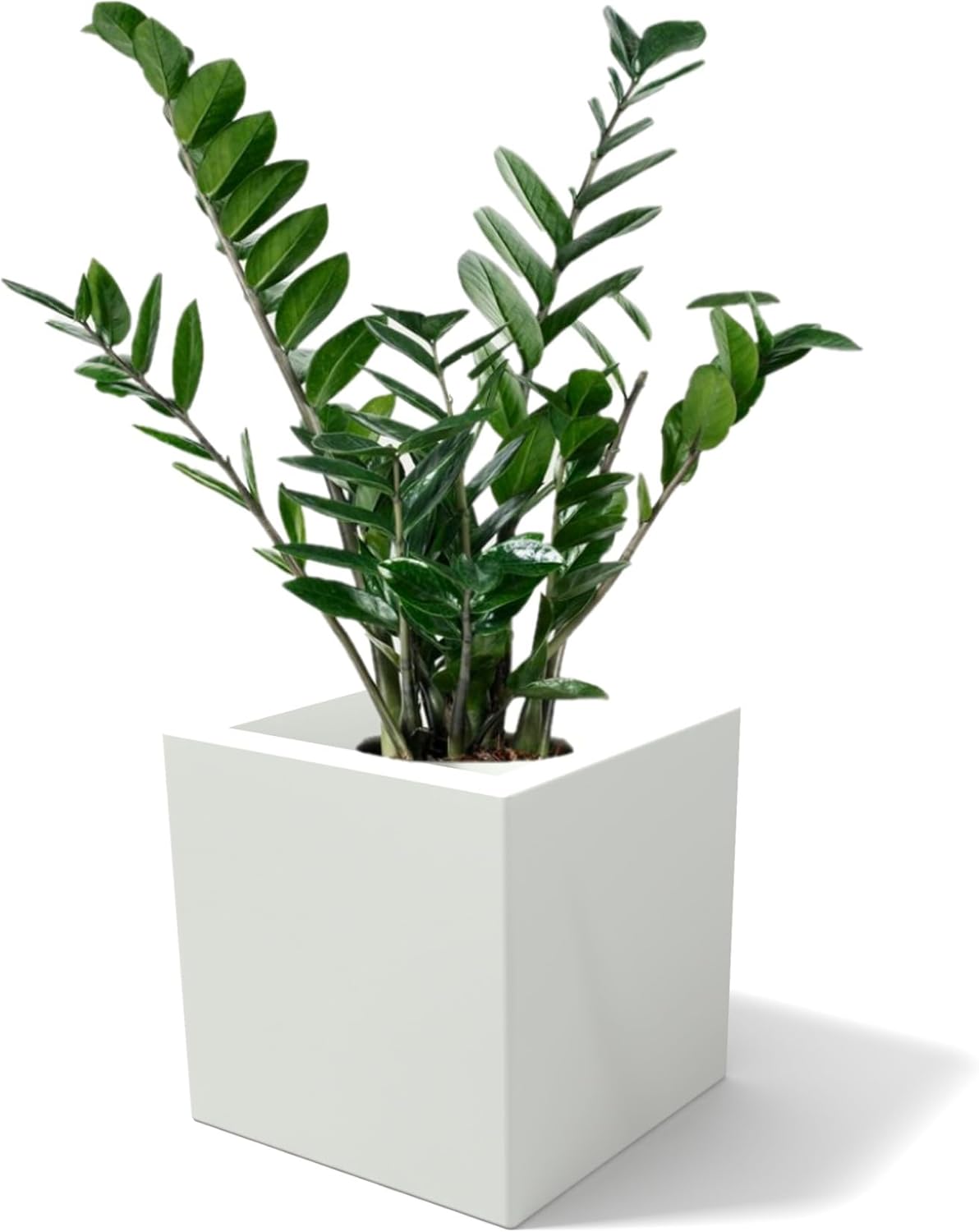 Kloris Modern Square Planter Cube Pot Model Ellenico 35 Polyethylene Cream 35 x 35 cm Height 35 cm Made in Italy