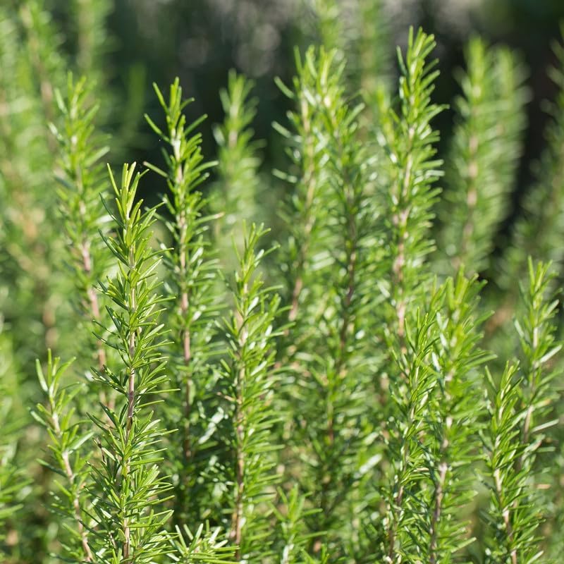 Miniatura 4 de Planta de Romero en Maceta de 4 Pulgadas, Plantas Aromáticas para Siembra en Interior y Exterior, Plantas Perennes Vivas de Romero