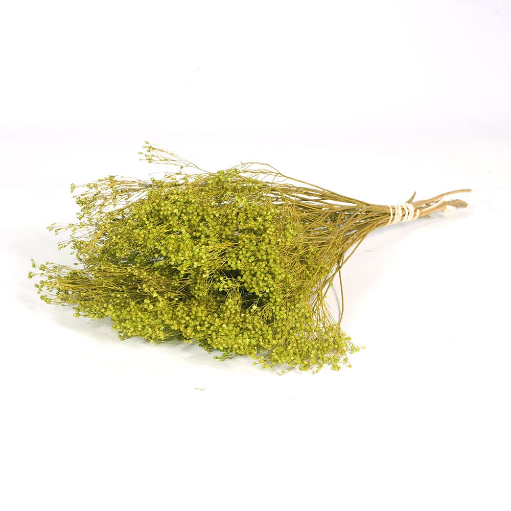 FloristryWarehouse Dyed Bunch of Dried Broom Bloom 40cm/15 Inches Green