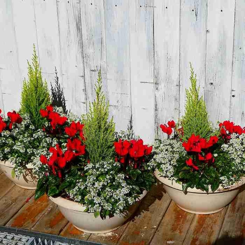 Amazon | 寄せ植え クリスマスカラー No.29 ガーデンシクラメン