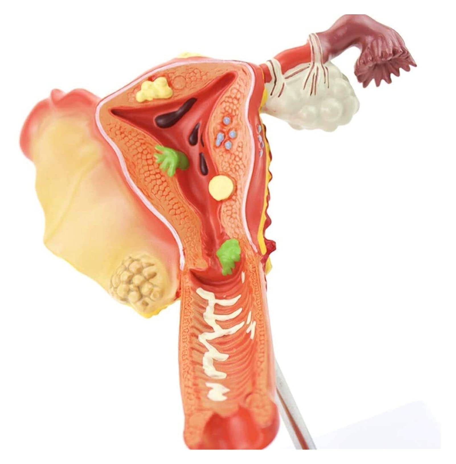 Model Edukacyjny, Anatomiczny Model Macicy Ludzkiej, Medyczny Anatomiczny Ludzki Jajnik Choroba Pochwy Materiał Pvc Model Anatomiczny Pomoce Dydaktyczne