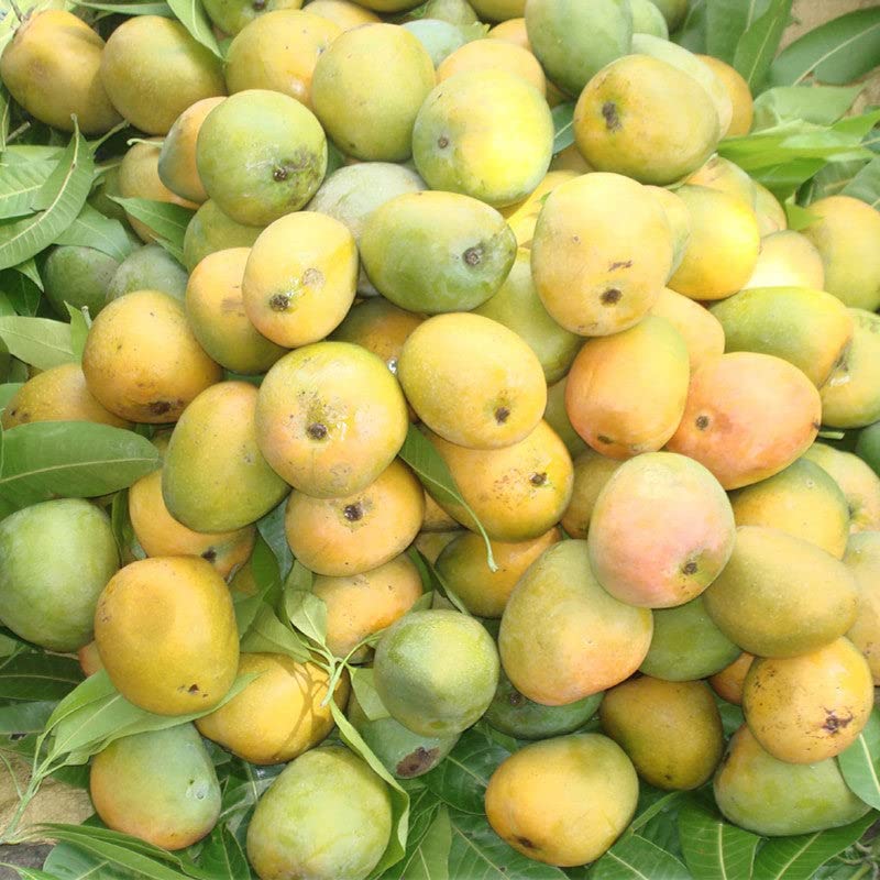 Image of Kothapalli Kobbari Mango Plant Premium Fresh And Tasty Mangoes Fruit After 2-3 Years Hybrid 1 Healthy Live Plant (Grafted Plant, 2-3 Feet Height)