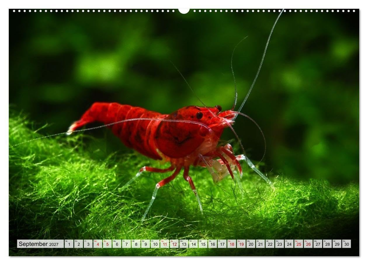 Dwarf Shrimps - Zwerggarnelen (Wandkalender 2027 DIN A2 quer), CALVENDO Monatskalender: Kleine Garnelen in Zucht- und Wildform (CALVENDO Tiere)
