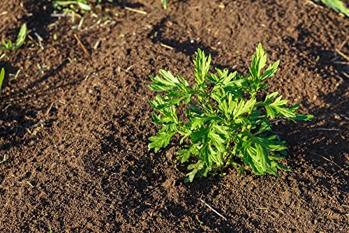 Mugwort Herb Seeds For Planting (100 Seeds) - Artemisia Vulgaris #TOP1
