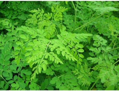 25 Semillas Árbol de rábano picante Árbol Milagroso Moringa Oleifera