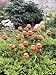 Rusty flowers set of 20, Poppy seeds head garden decor, Metal garden decor, metal yard art, outdoor metal decor, Rusty metal garden decor