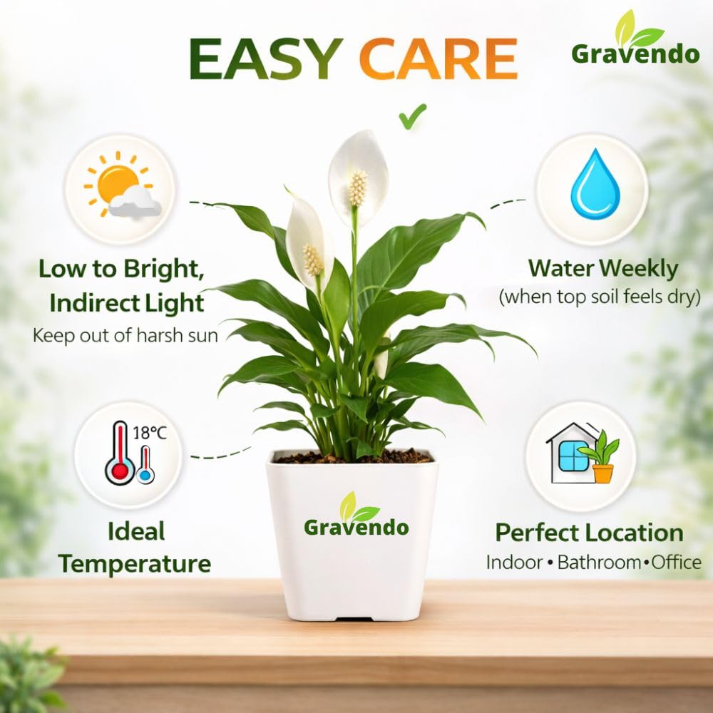 Peace Lily Plant - Air Purifying & Easy Care -3