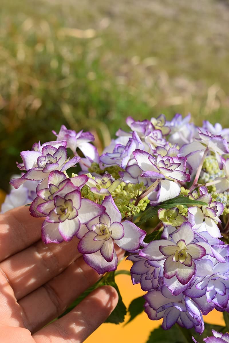 Amazon｜紫陽花 星咲 ガクアジサイ 5月に開花の 母の日 お誕生日