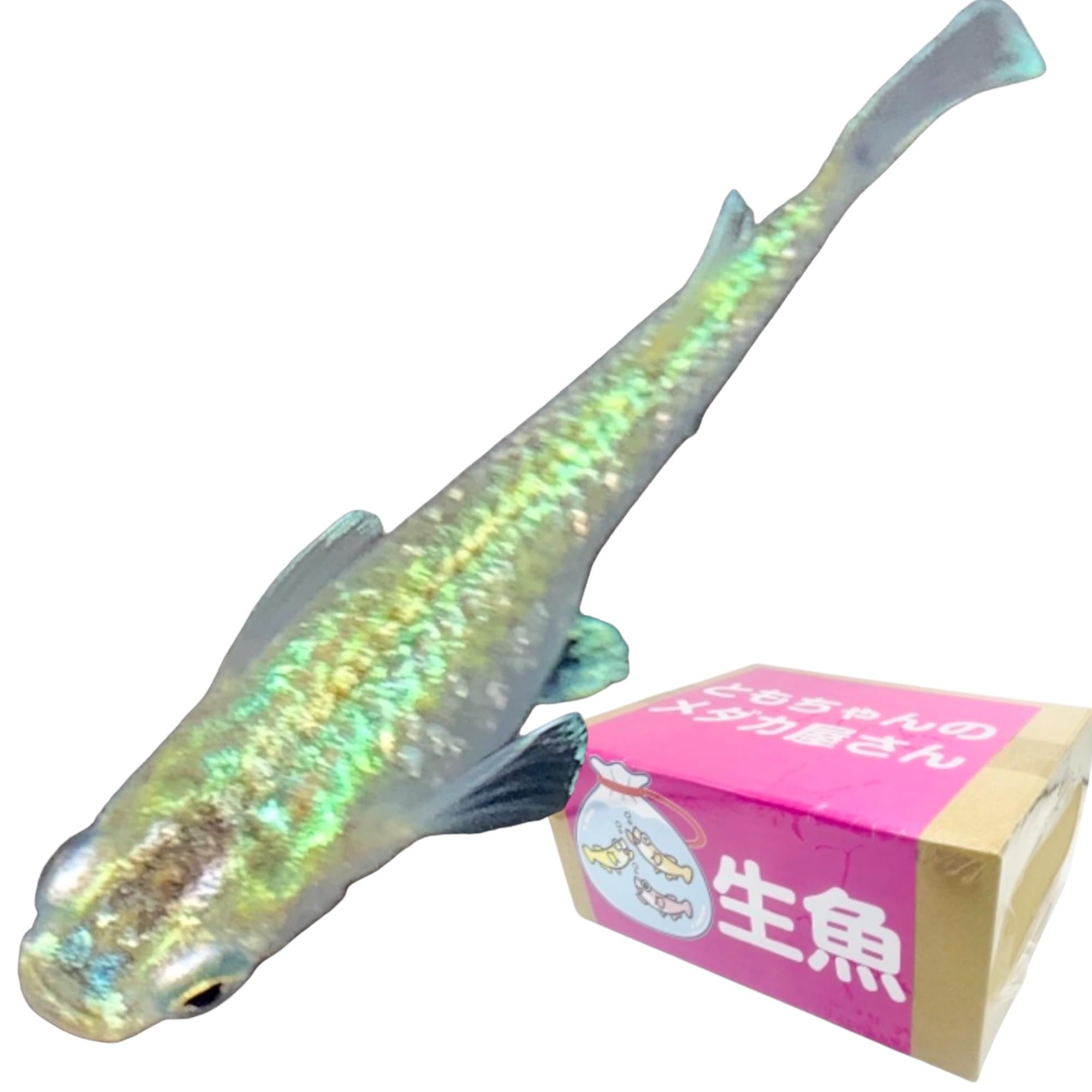 Amazon | ともちゃんのメダカ屋さん】 メダカ 生体 めだか販売