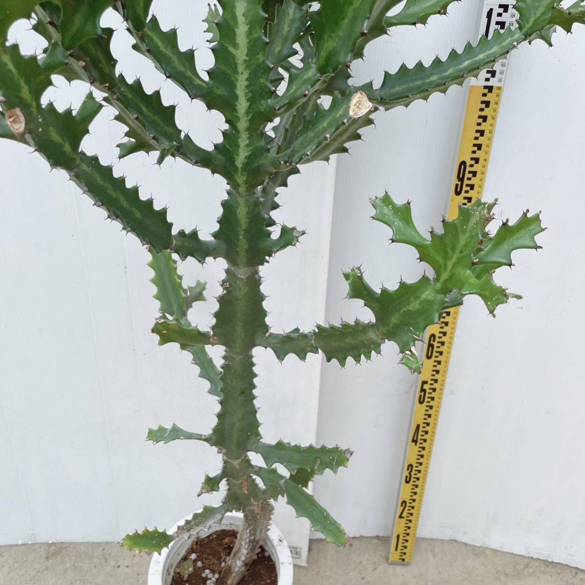 わ*様 多肉植物 ユーフォルビア 3.5寸8種8鉢 観葉植物